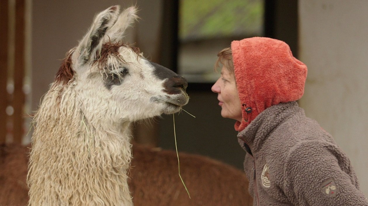 Jutta Fischer mit einem ihrer fünf Lamas. Bild: BR Fernsehen
