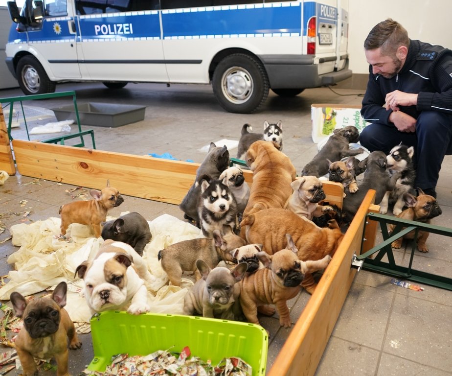 37 Hundewelpen in Waidhaus Schmuggel illegaler Welpenverkauf