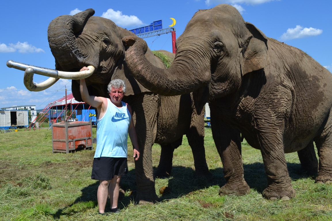 Afrika Zirkus Weiden Symbol Symbolbild Harry Weisheit Elefant Elefanten