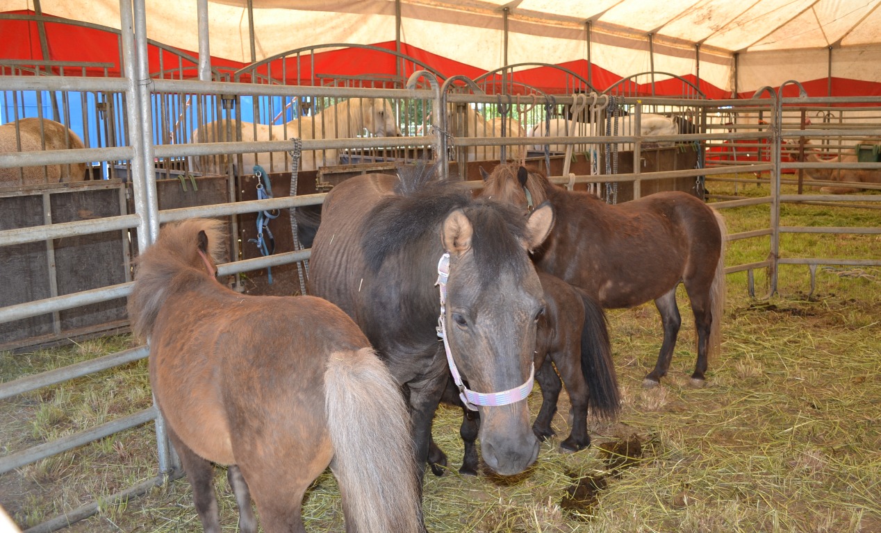Afrika Zirkus Weiden Symbol Symbolbild Pferd Pony Ponys
