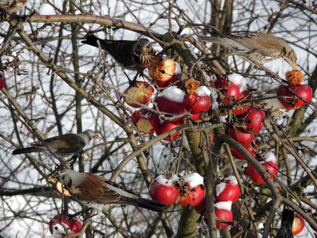 Apfelbaum Äpfel Winter Vogel Vögel Symbol Symbolbild kalt frostig