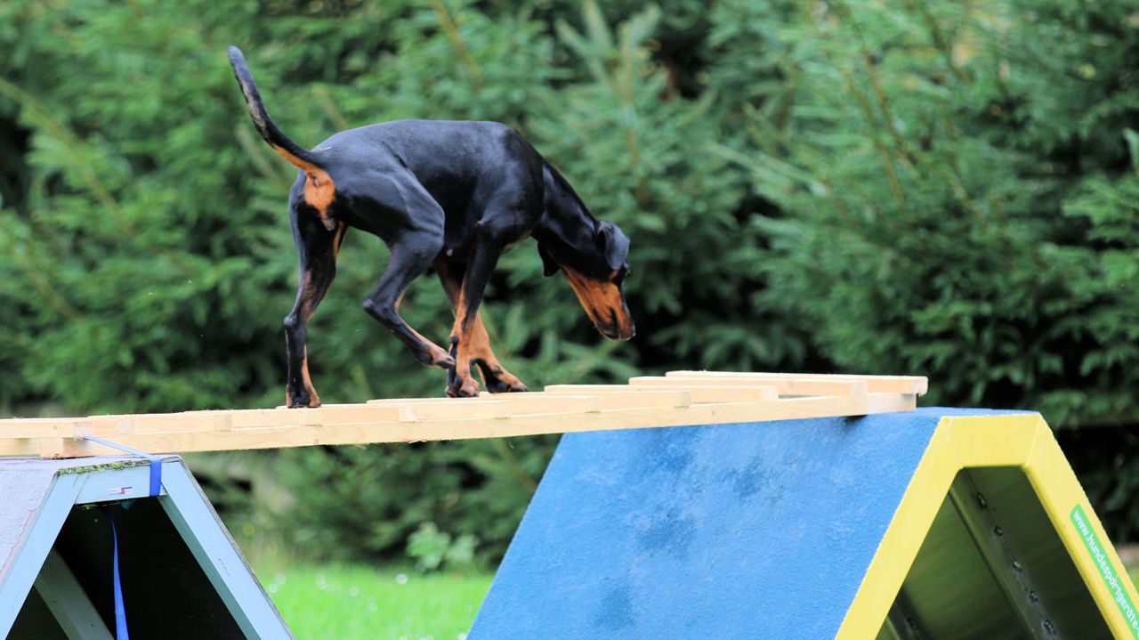 BRK Rettungshundestaffel Hund Rettungshund Trümmerprüfung 2