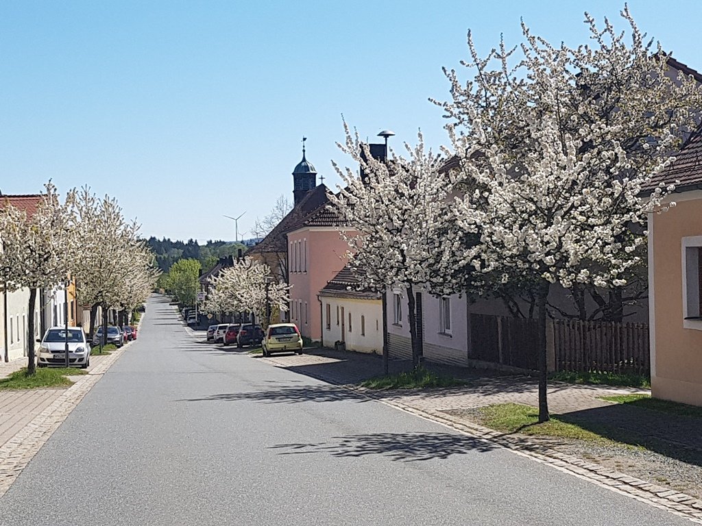 Blütenpracht Kirschbaum blühen Neudorf Oberer Markt Frühling