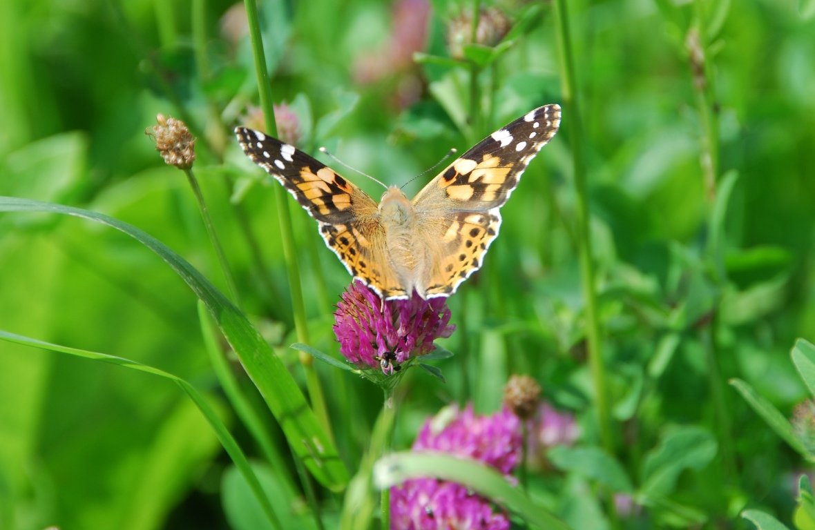 Distelfalter_auf_Rotklee Natur Naturschutz Schmetterling Symbol Symbolbild