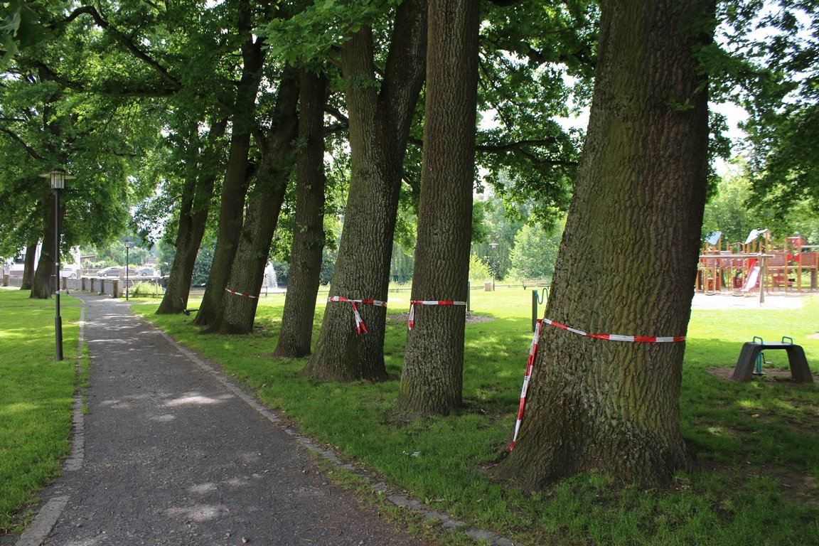 Eichenprozessionsspinner Stadtpark Grafenwöhr Markierungen Bäume Spielplatz Grafenwöhr Stadtweiher