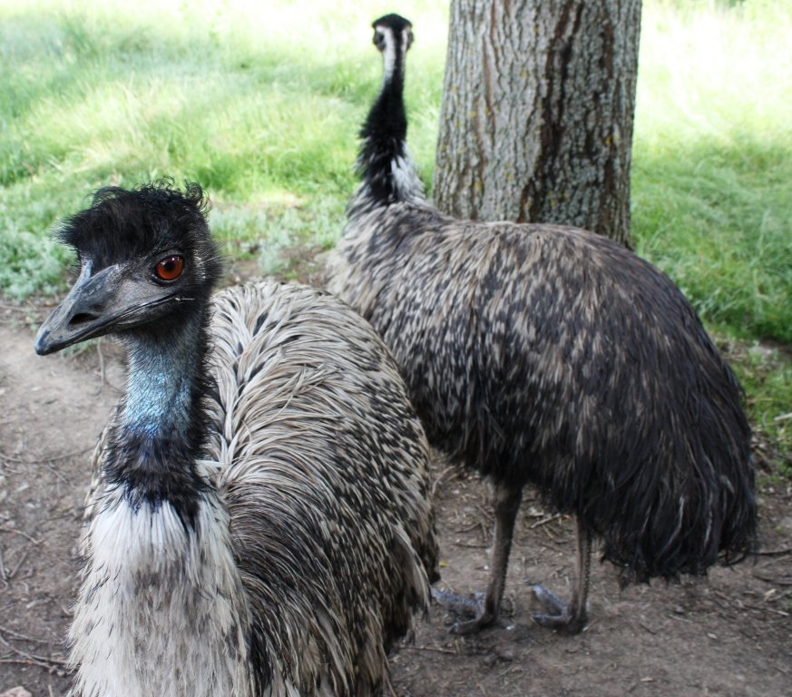 Emu, Tiergarten, Tierschutz, Tierpark