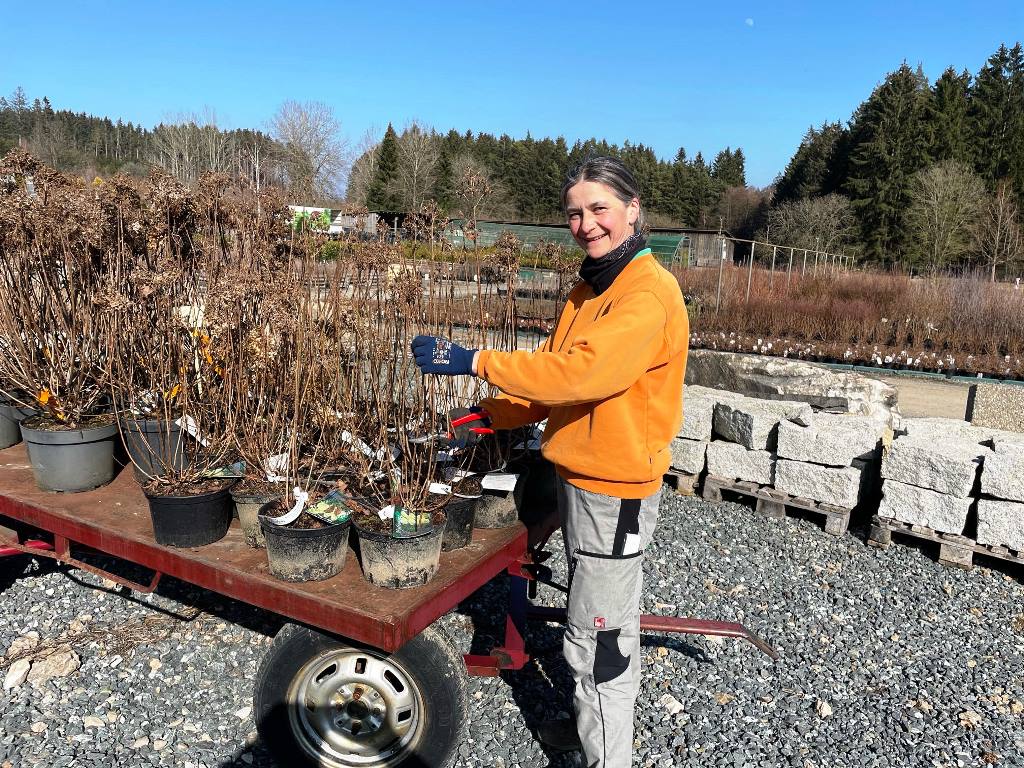 Gärtnermeisterin Michaela Forster kümmert sich bei Garten Punzmann um die Hortensien. Diese müssen auch im heimischen Garten jetzt zugeschnitten werden. 