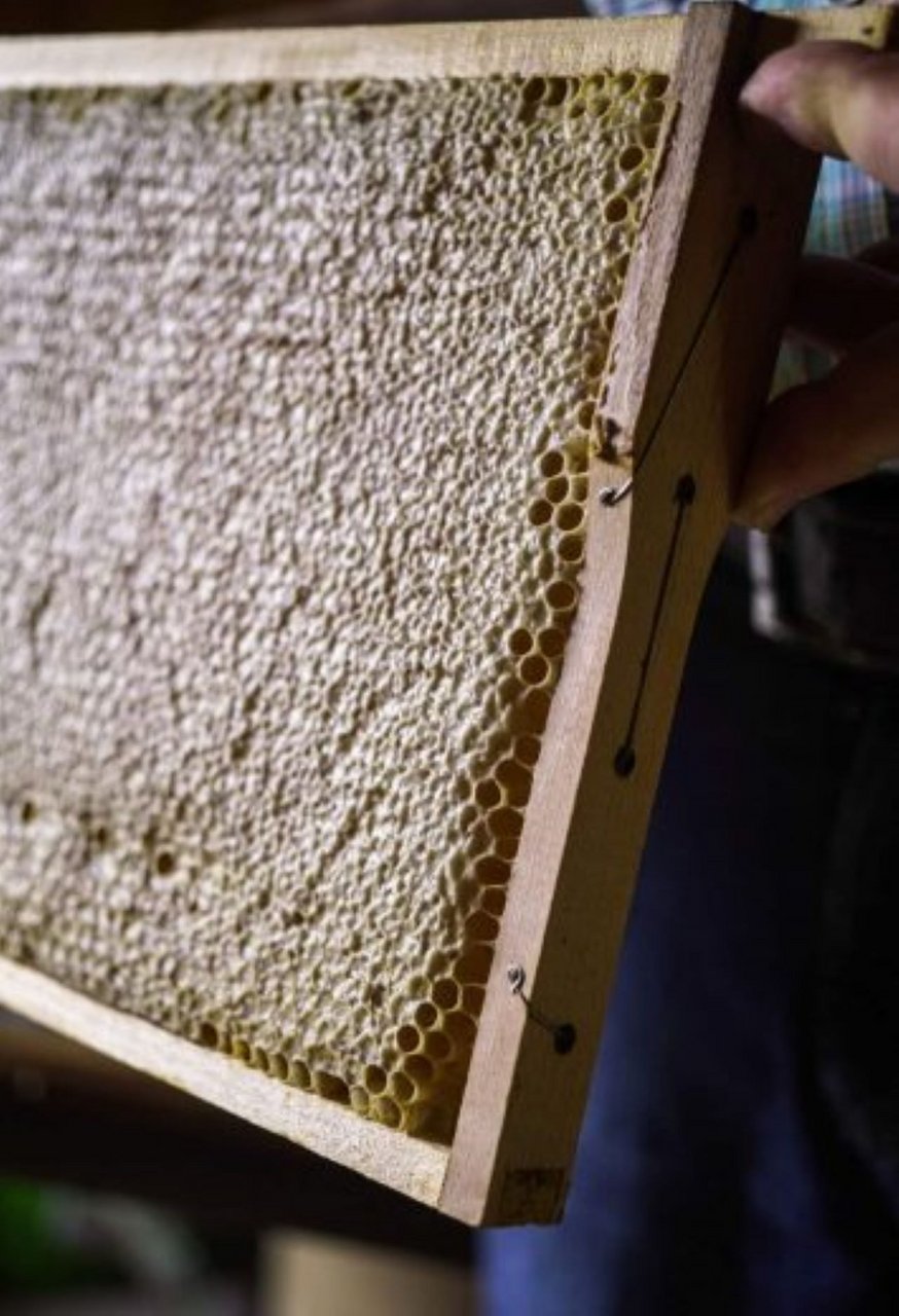 Rudi Prölß pflegt 18 Bienenvölker in der eigenen Gartenanlage und auf dem Gelände des Imker- Bienenzuchtvereins. Bild: Landkreis Neustadt/WN
