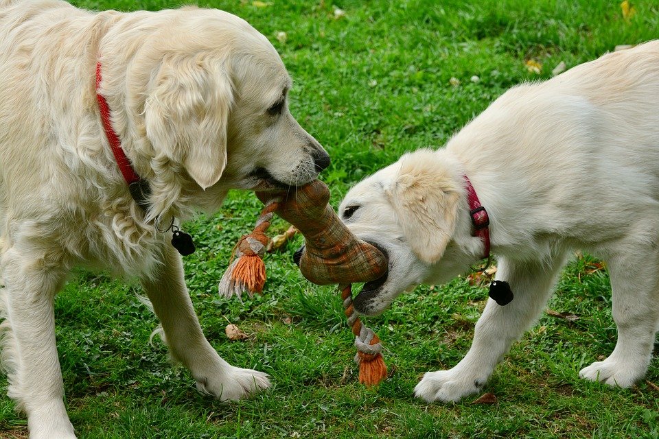 Hund Hunde spielen Erziehung Tier Tierliebe Haustier Symbol Symbolbild