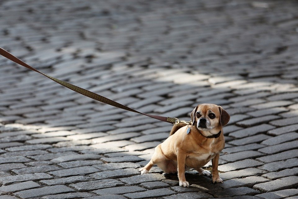 Hund klein Leine Betonpflaster Innenstadt Haustier