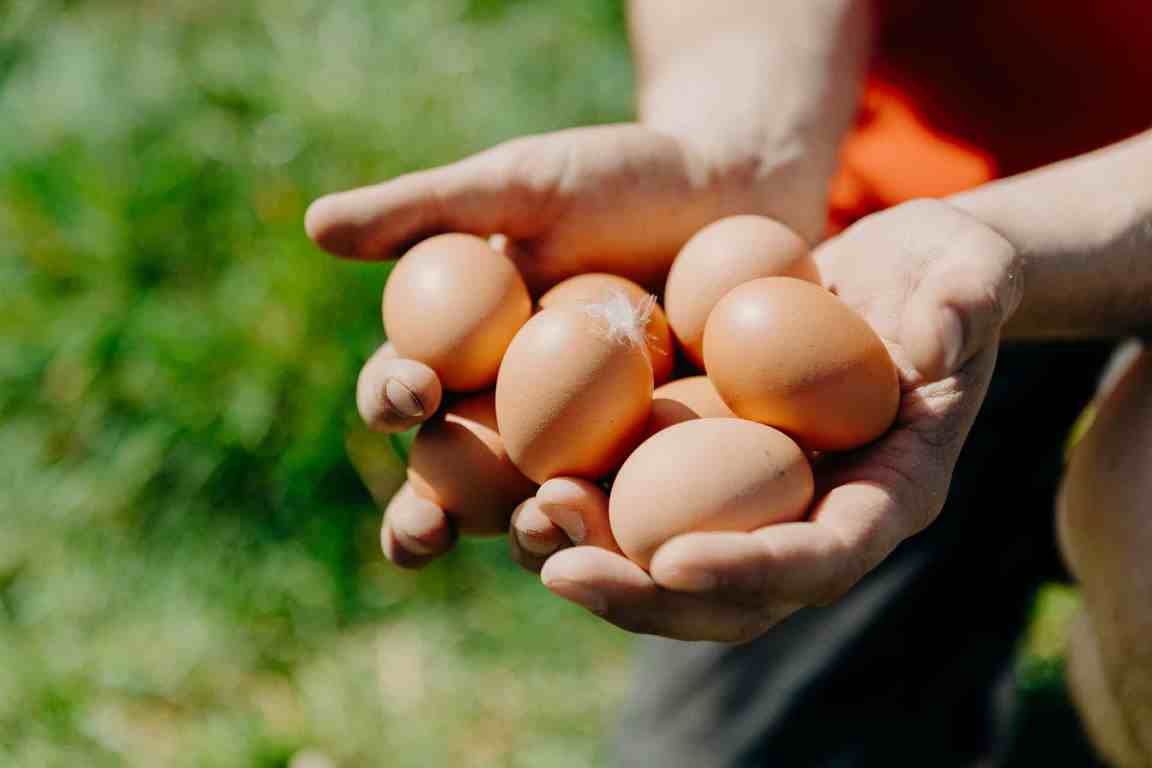 Frische Eier von glücklichen Hühnern. Bild: Landkreis NEW