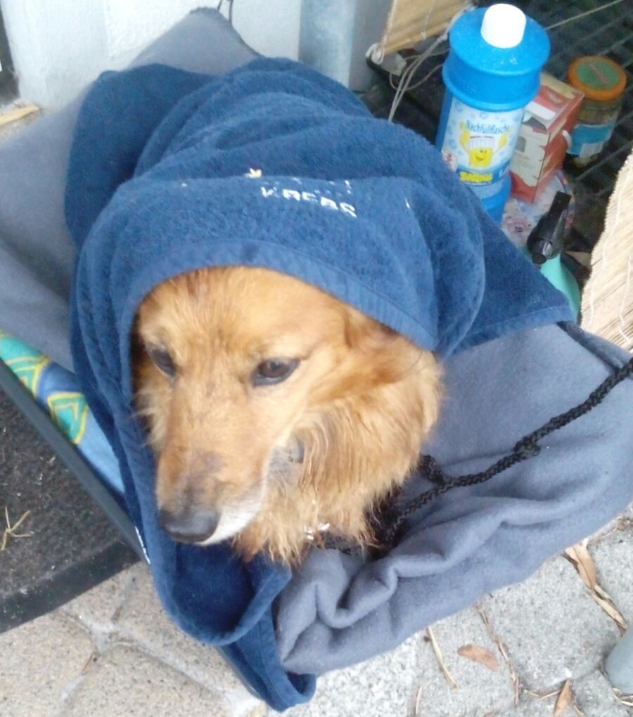 Jockl kuschelt sich nachn Spaziergang im Regen in sein Handtuch
