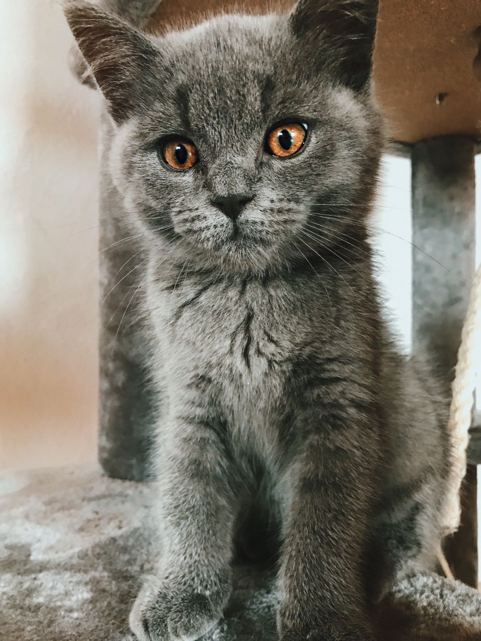 Katze Weltkatzentag, Kater Loui aus Erbendorf von Theresa
