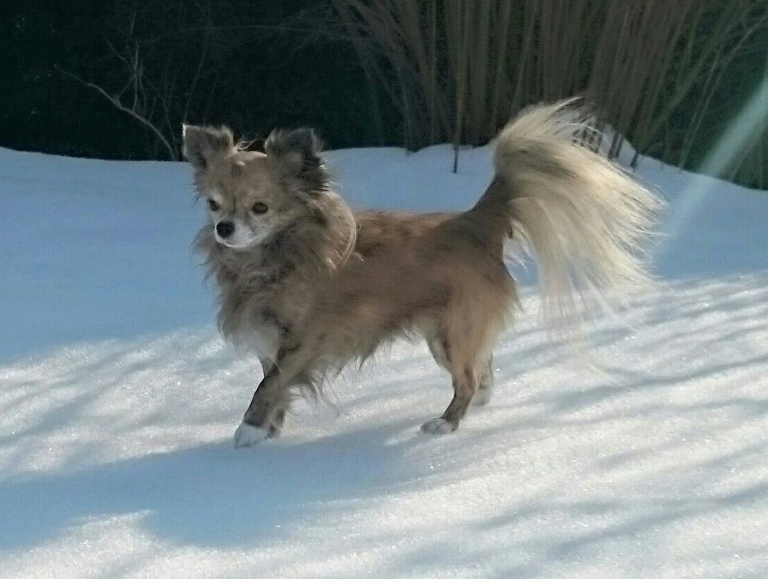Mein Chihuahua Dobby freut sich auf den Schnee