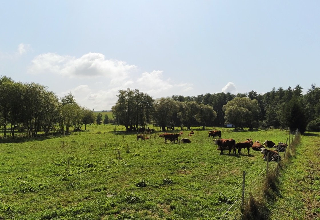 Die Rinder können sich auf der riesigen Weide frei bewegen und einfach Kuh sein. Das merkt man auch dem Fleisch an. Fotos: Metzgerei Kausler