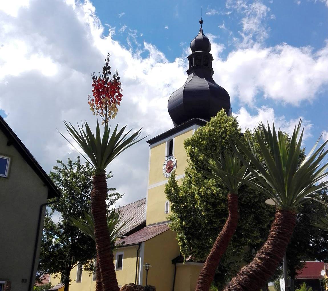 Unser Herz schlägt Schwarz-Rot-Gold: Auch eine Palme in Kirchendemenreuth hat sich dem Sieger der Herzen angepasst und zeigt sich in den Weltmeister-Farben! (Foto: Florian Kummer)