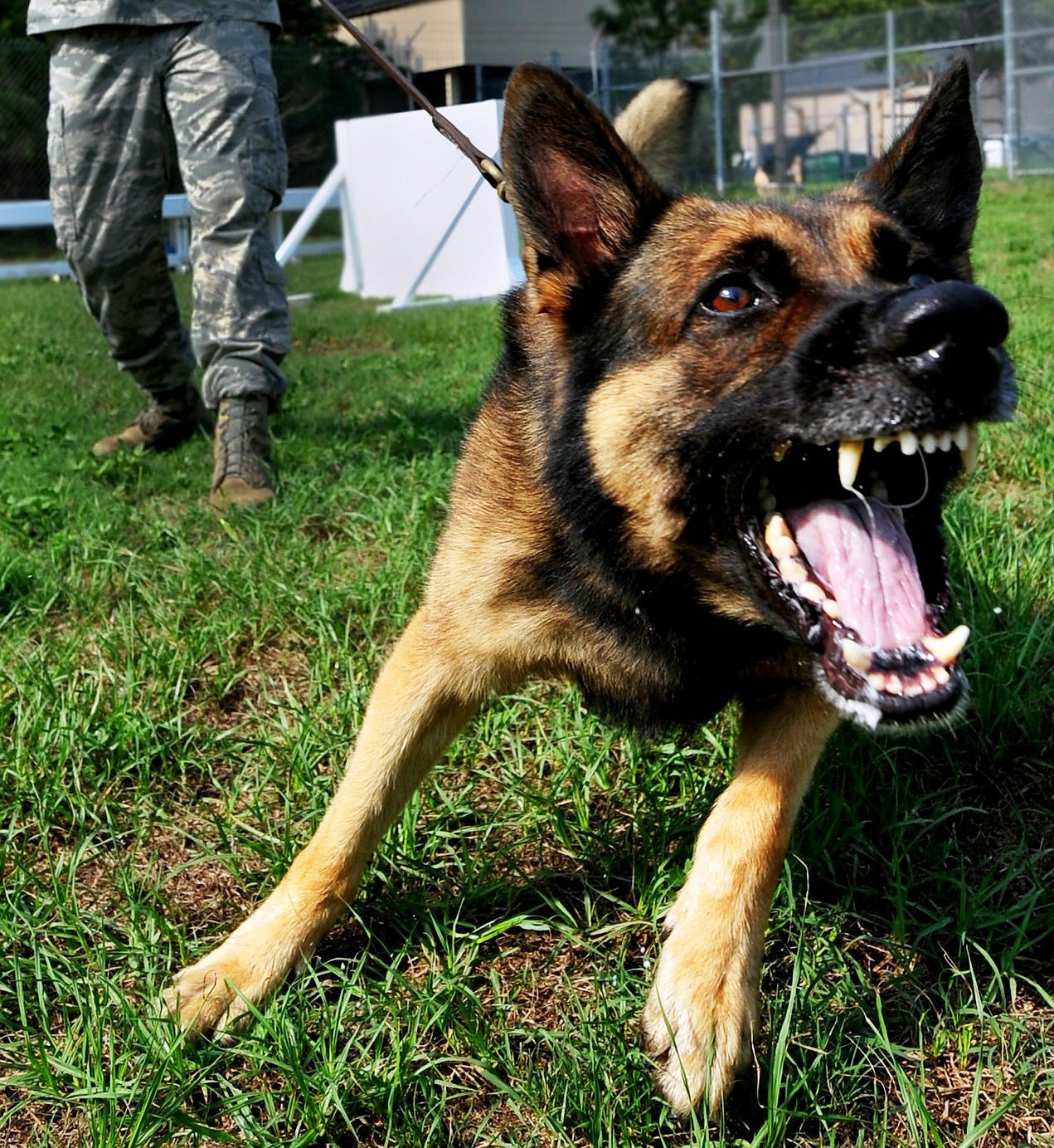 Hund aggressicv Polizei Symbol Schäferhund
