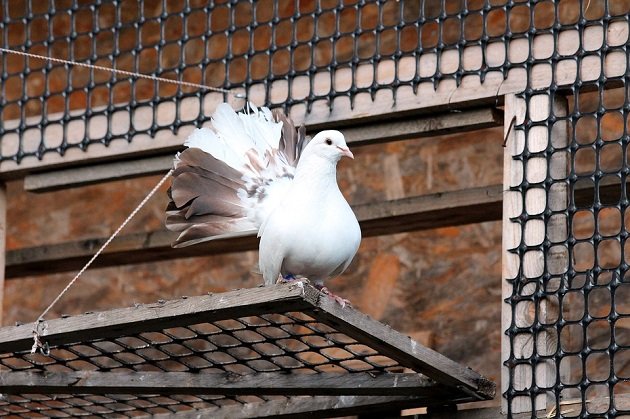 Taube Vogel Weiße Taube White Bird Golubka pixabay