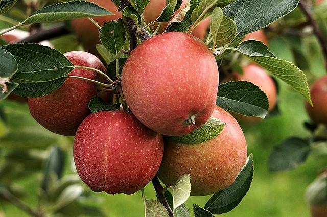 Apfel Baum Obst