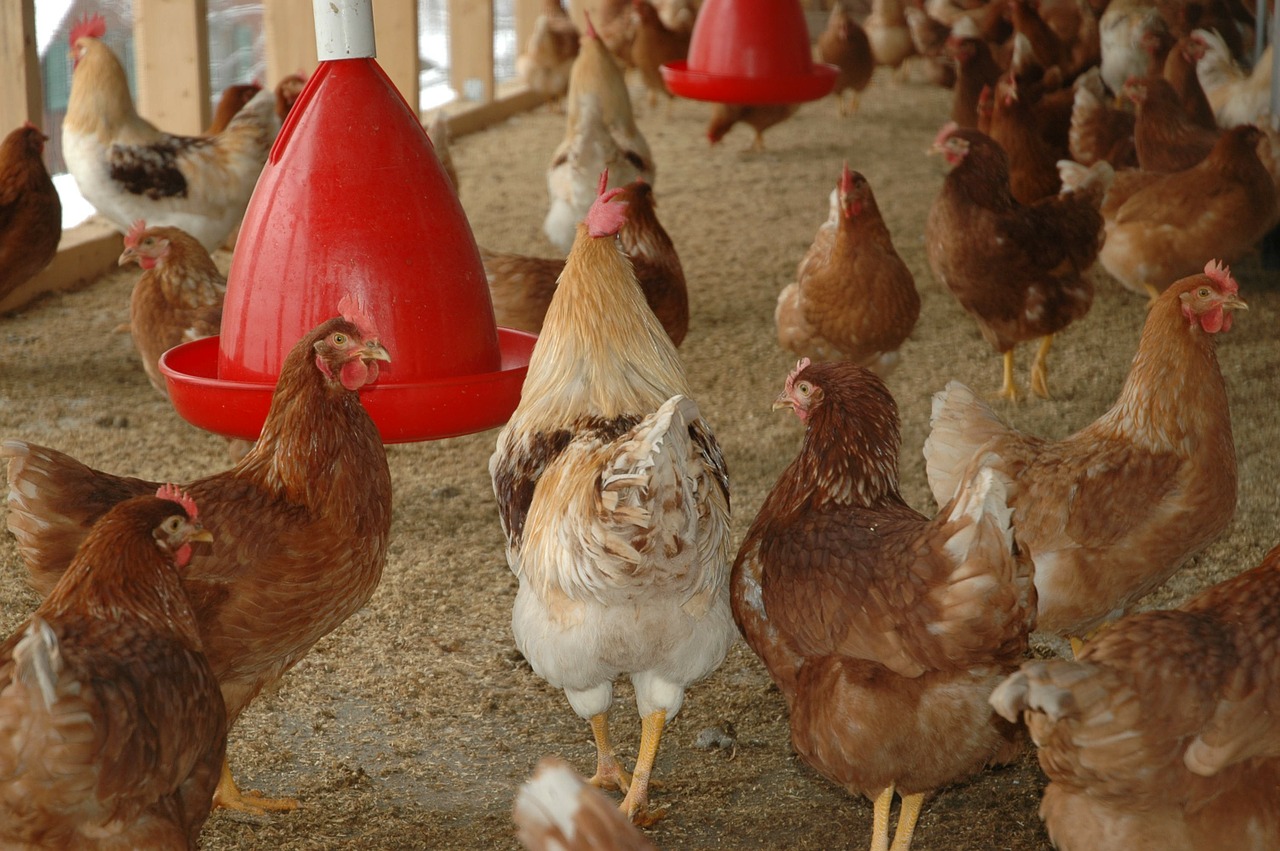 Vogelgrippe, Hühner, Stallpflicht