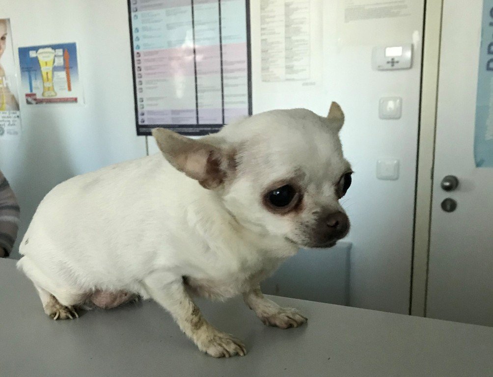 Chihuahua Fundhund Vohenstrauß