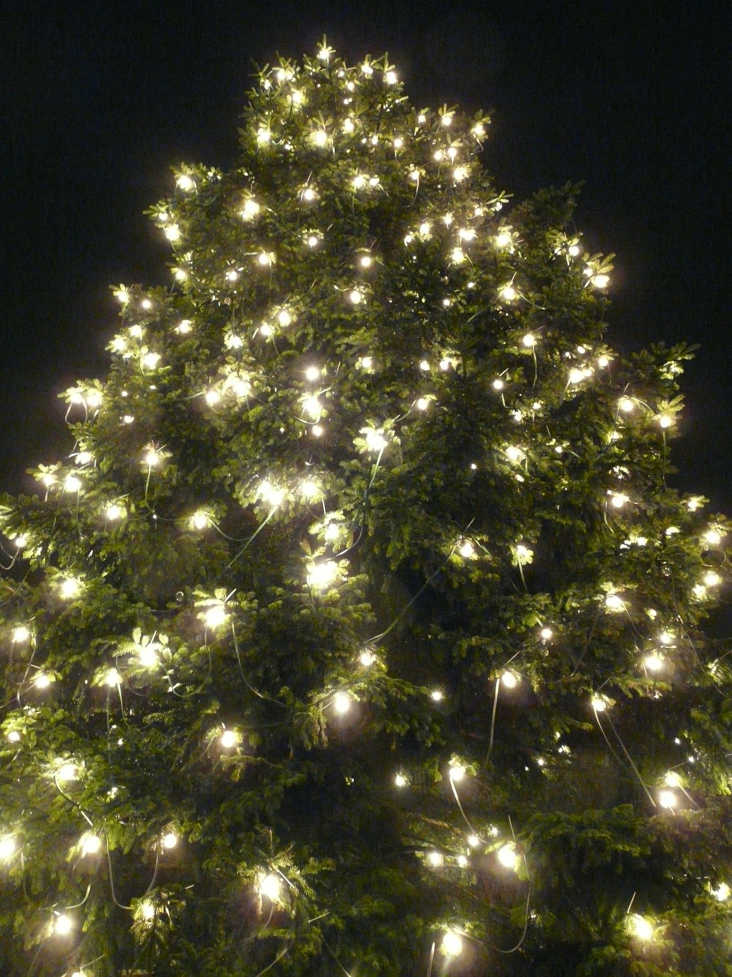 Weihnachtsbaum, christbaum