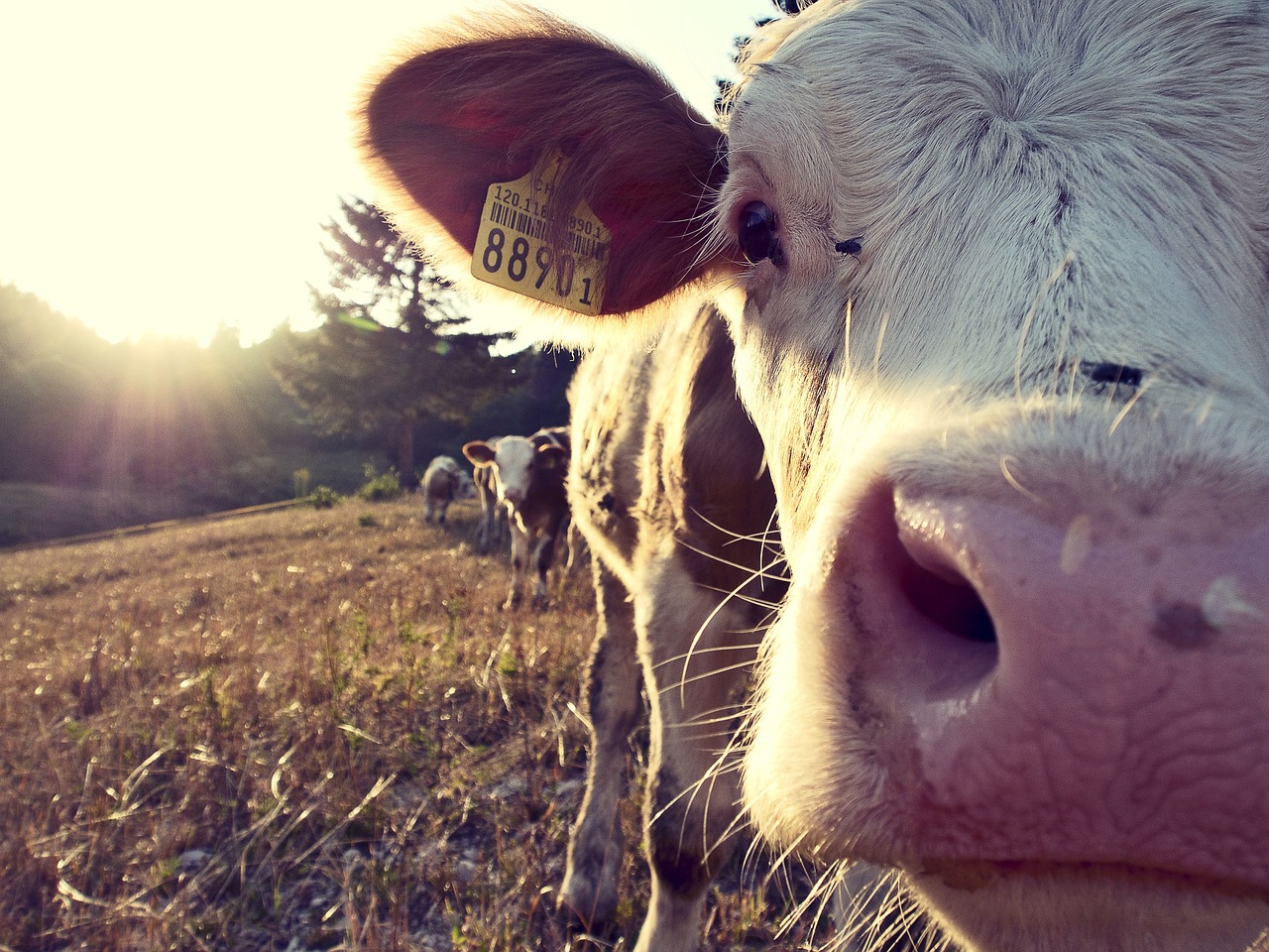 Kuh Rind Kuhherde Kühe Milch Milchbauern Symbol Symbolbild