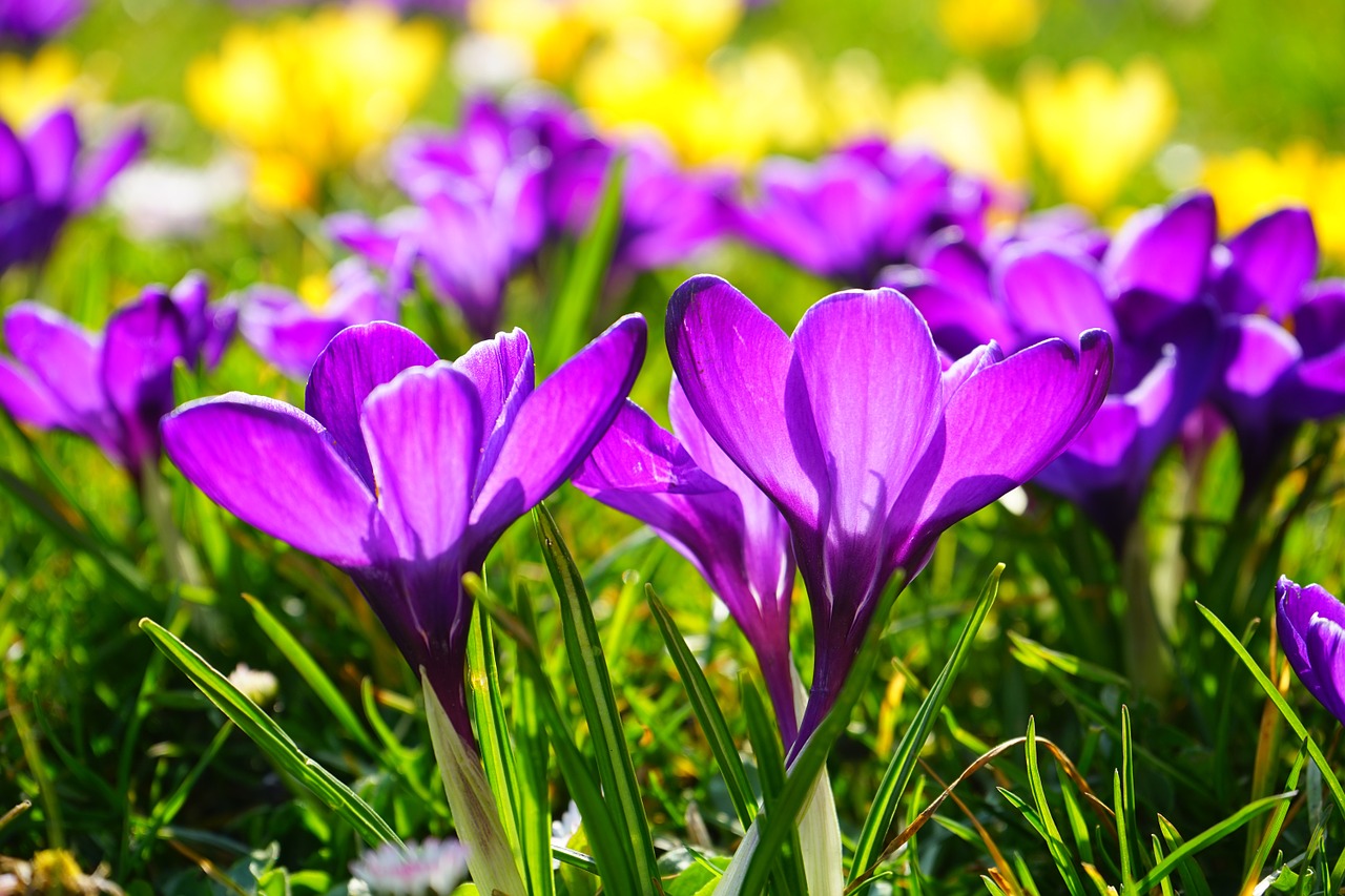 Frühling Krokus Blumen