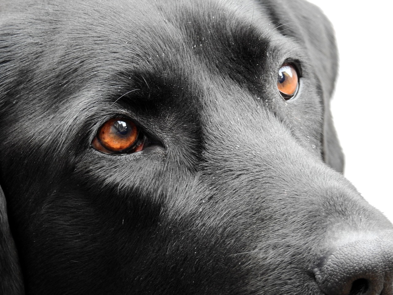 Labrador Hund Symbol