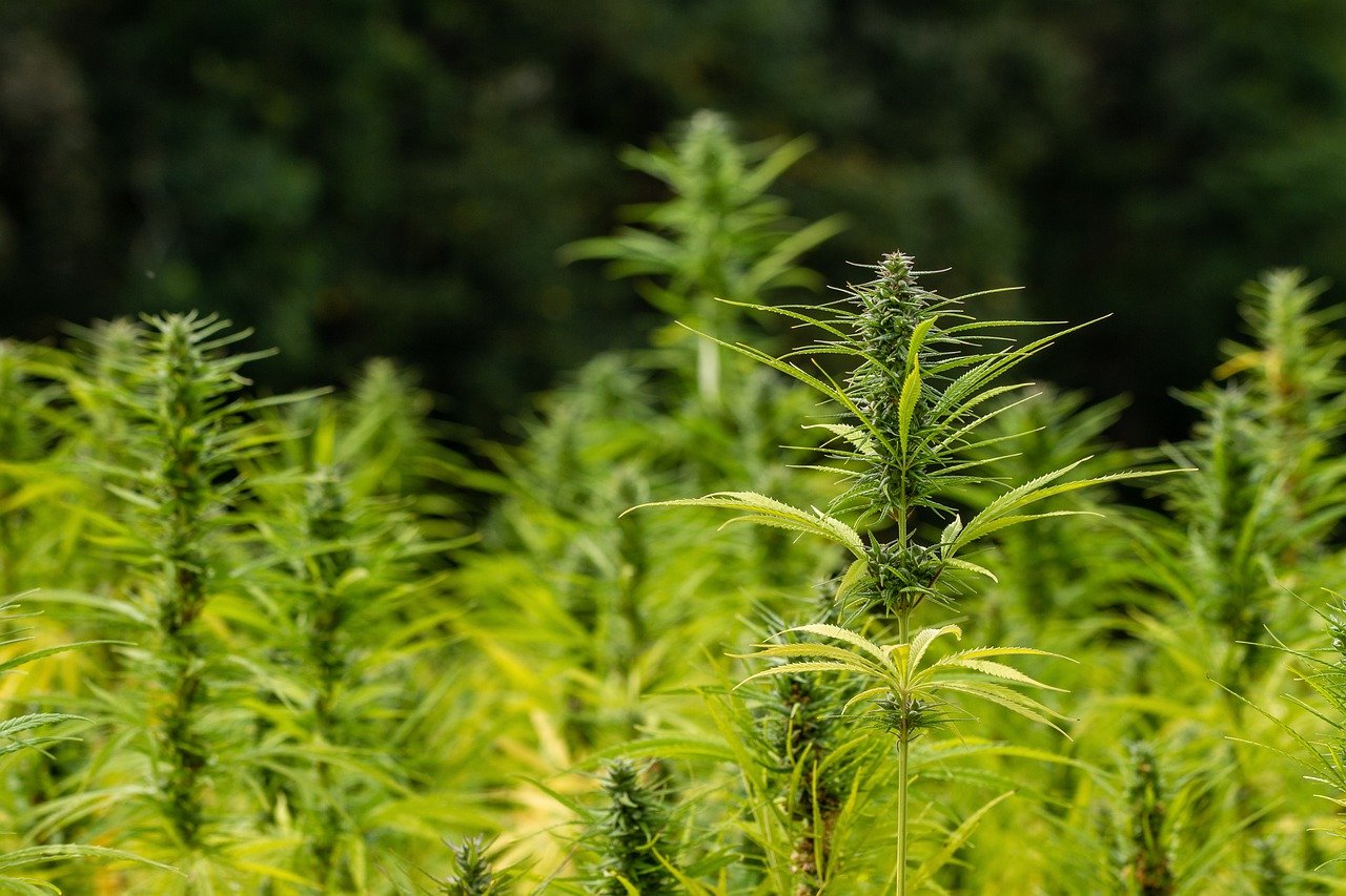 Hanf Cannabis Hanffeld Landwirtschaft