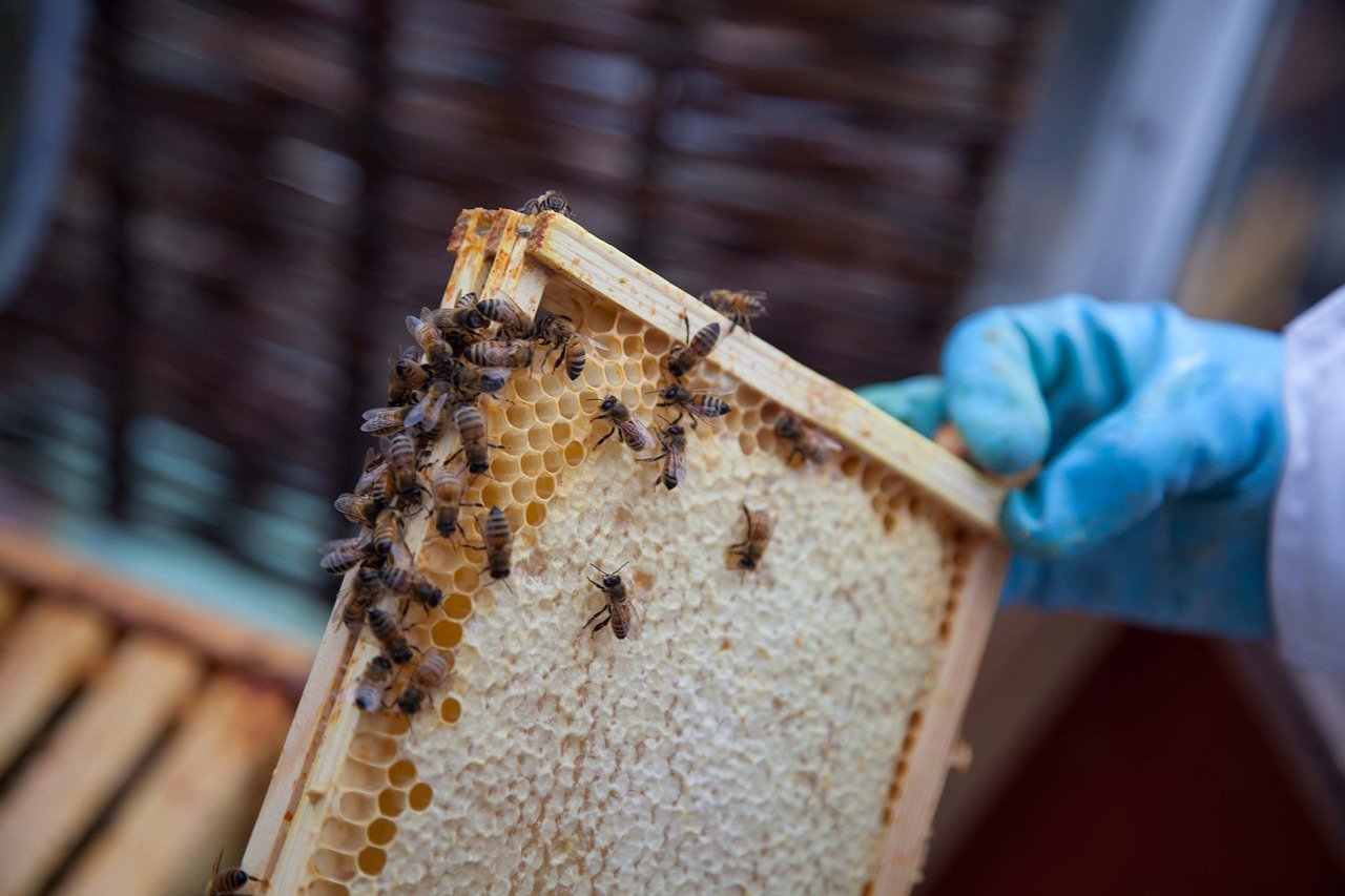 Honigbiene Biene Artenschutz Insekt Honig Imker