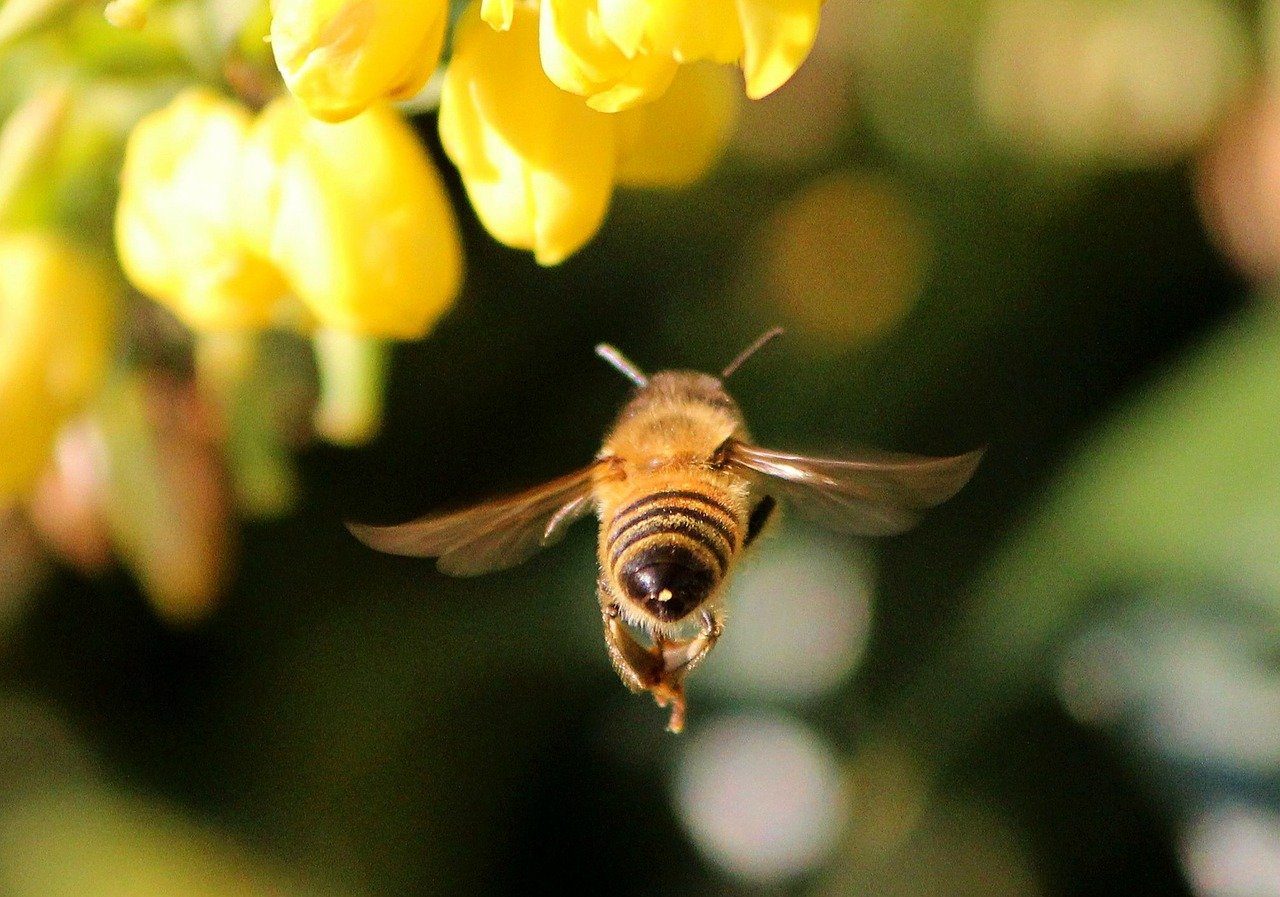 Honigbiene Biene Artenschutz Insekt