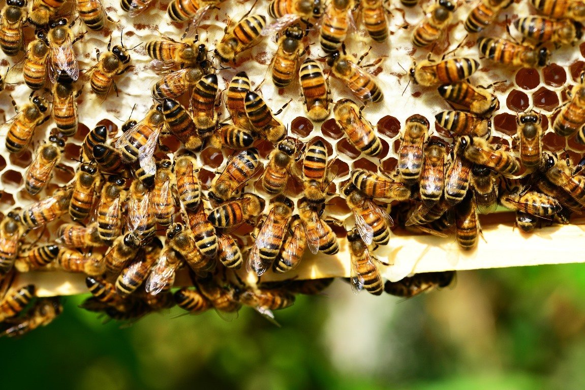 Bienen Biene Schwarm Honig Bienenwabe