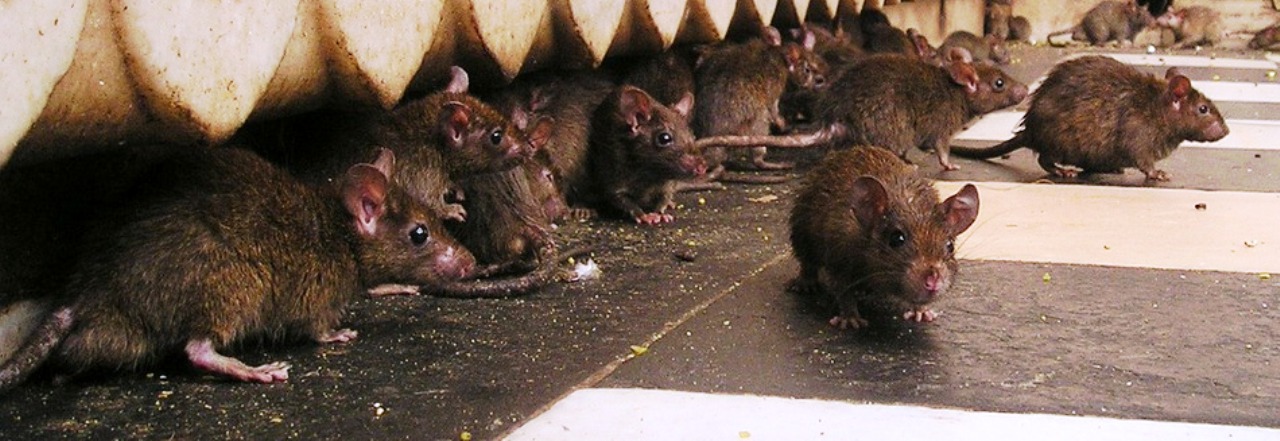 Ratte Ratten Schädlingsbekampfung Nager Symbol Symbolbild