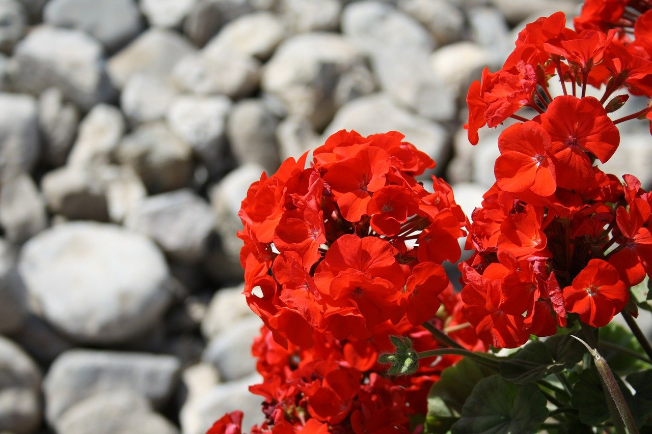 Geranien Symbol Blumen rote