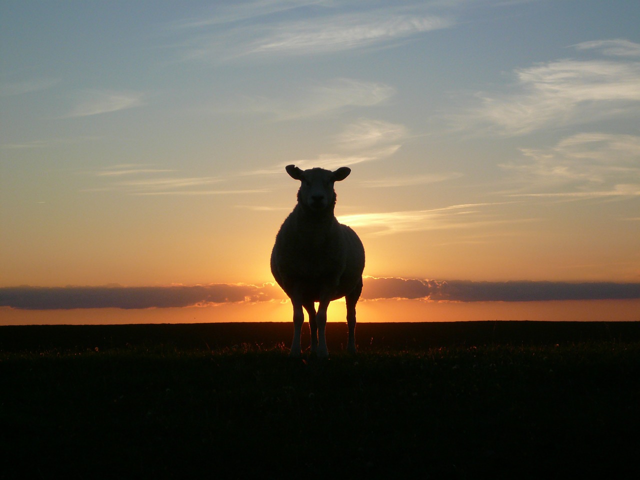 Schaf, Herde