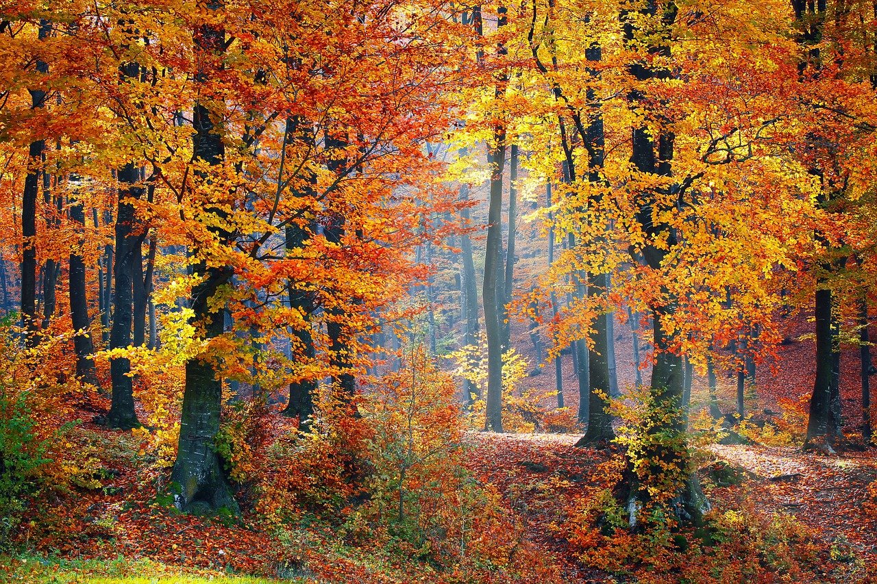 Wald Bäume Herbst Laub Symbol