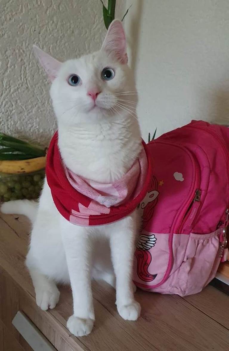 Die Katze von Tami trägt ein Halstuch als Modeschmuck. Foto: Tami