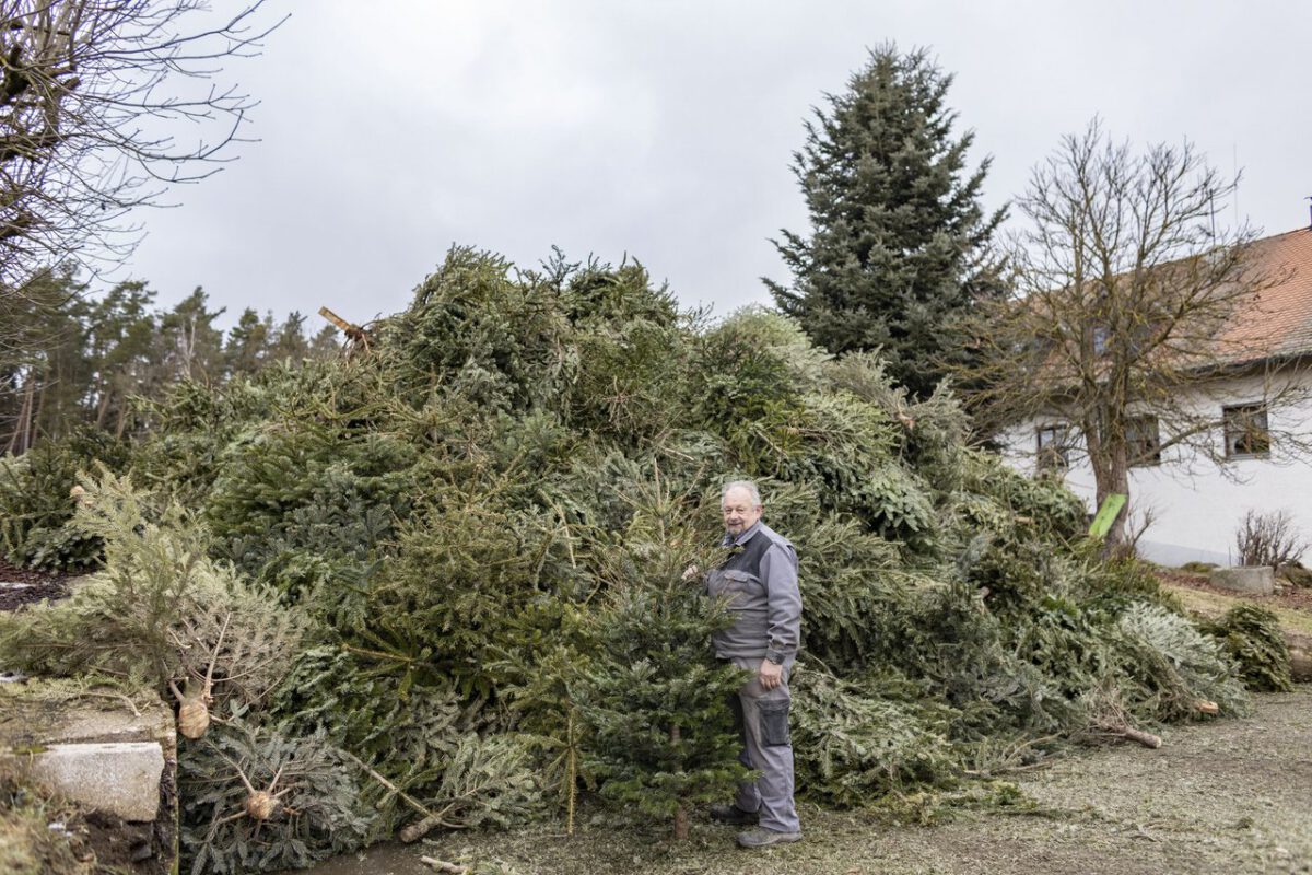 Bei Sebastian Scharnagl werden über 2000 Weihnachtsbäume zu Hackschnitzel verarbeitet. Foto:OberpfalzECHO/David Trott
