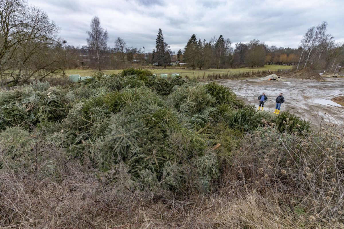 Die Bauhofmitarbeiter der Stadt Weiden haben gut 10.000 Weihnachtsbäume eingesammelt, die nun zu Hackschnitzel verarbeitet werden. Foto:OberpfalzECHO/David Trott