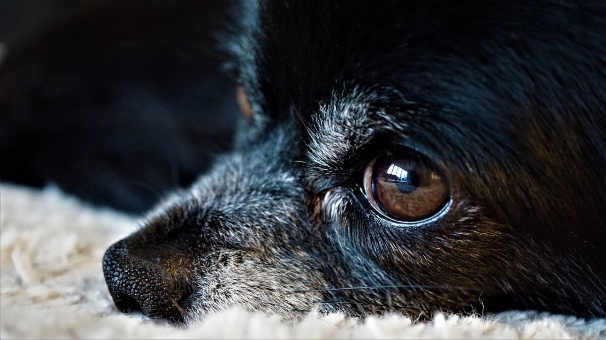 Hund Chihuahua Symbol pixabay