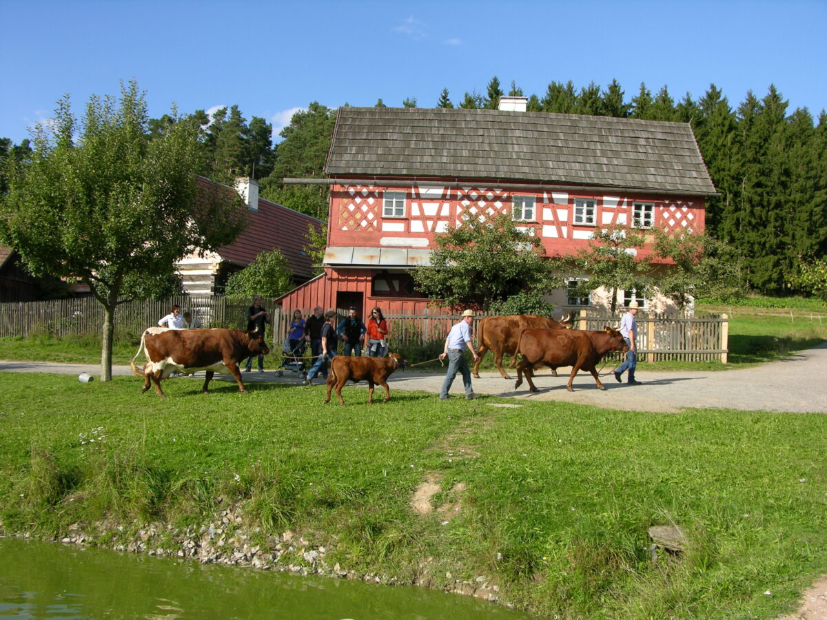 Die Stiftlanddorf-Rinder haben Besuch. Foto: Walter Wabro