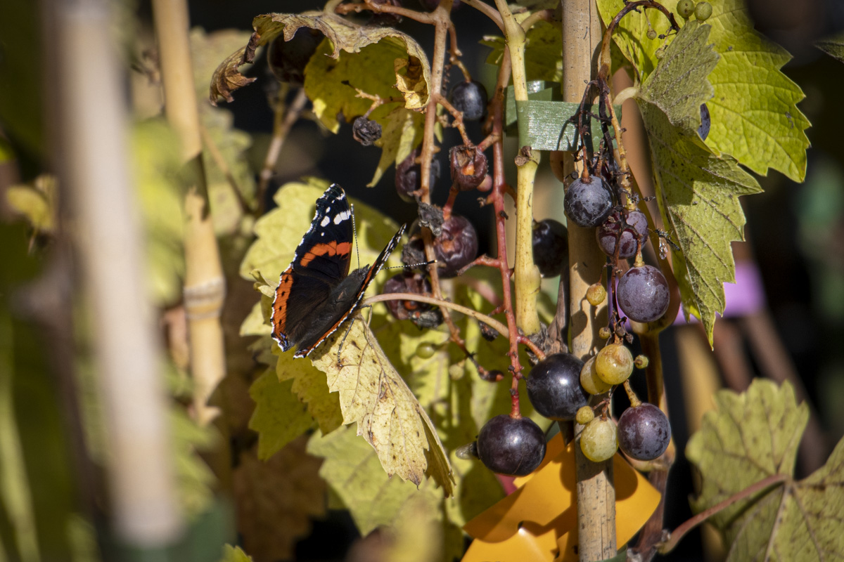 Früchte des Weinstocks. Foto: OberpfalzECHO/Ann-Marie Zell