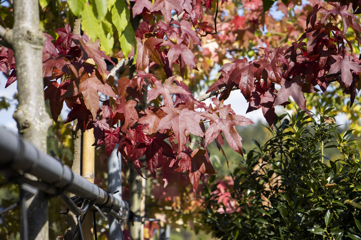 Die bunten Blätter des Amberbaums. Foto: OberpfalzECHO/Ann-Marie Zell