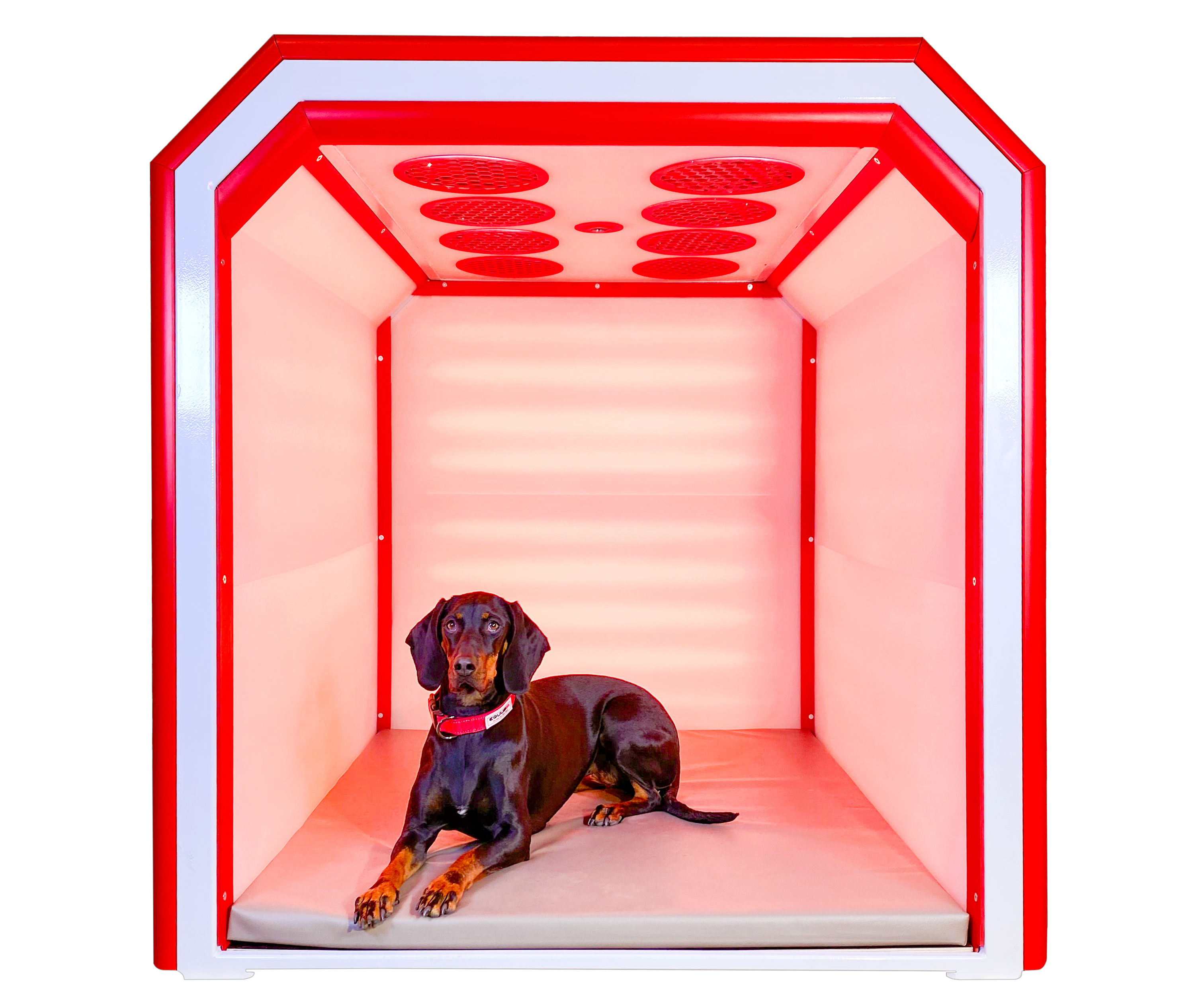 Das BEST-BOX-Konzept von EQUUSIR fasst Erkenntnisse aus Medizin, Wissenschaft und Technik zu einer ganzheitlichen Therapie zusammen. Davon kann auch er Hund profitieren. Foto: EQUUSIR
