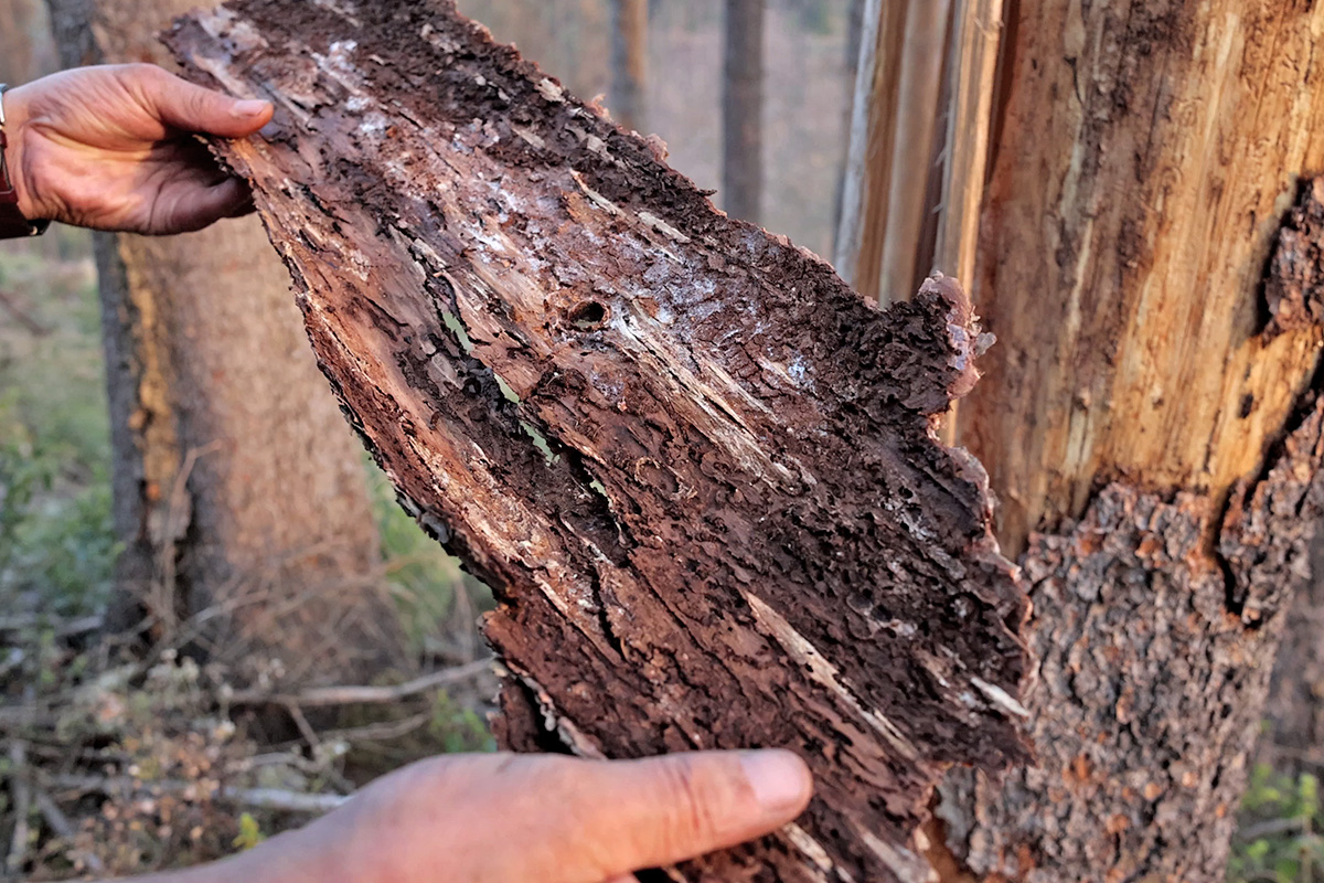 Der gierige Holzfresser - der Borkenkäfer - hat beträchtliche Schäden hinterlassen.