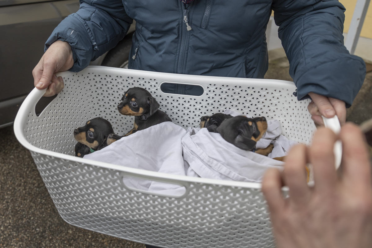 Im Januar 2023 beschlagnahmten die Amtstierärztinnen acht Hundewelpen in einer Wohnung in Weiden. Foto: OberpfalzECHO/David Trott