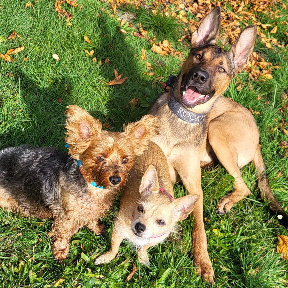Die Hunde Charly, Struppi und Rocky. Foto: Regina Kuntze