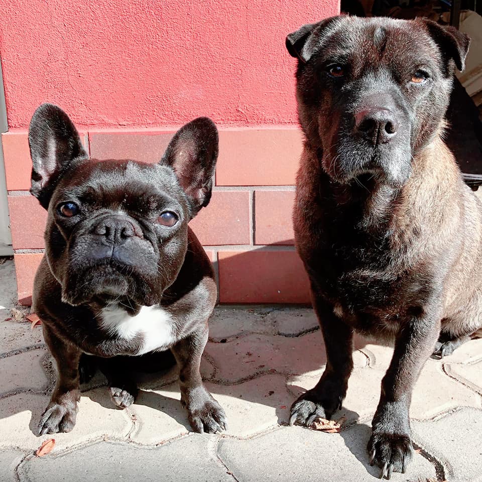 Die Hunde Eleonore und Nele. Foto: Daniela Feurer