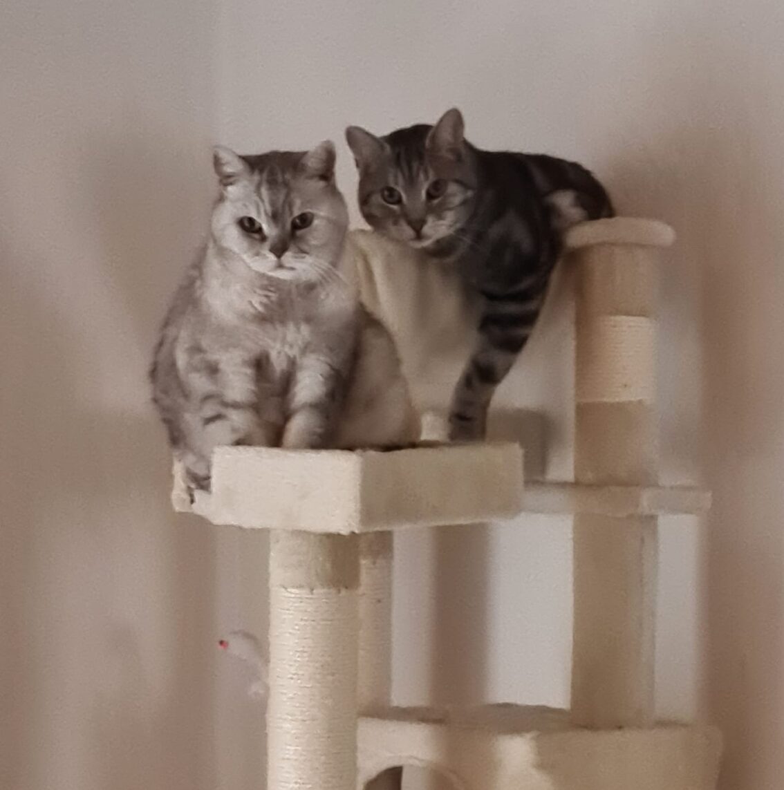 Die Katzen Emmy und Kimba. Foto: Elisabeth Binner